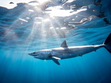 A Shark Swimming In Ocean