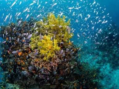 Bunch Of Little Fish Swimming