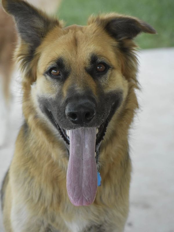 Happy German Shepherd with tongue out and ears perked up.