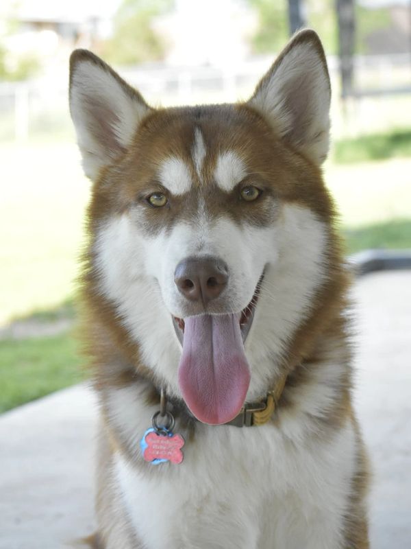 Happy brown and white husky with tongue out in outdoor setting.