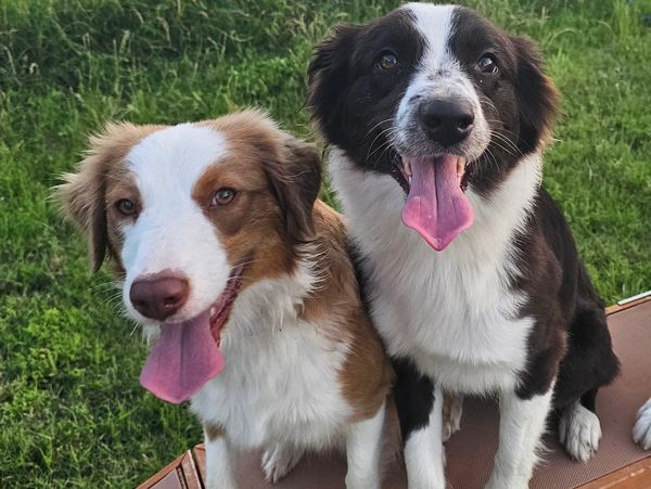 Two happy dogs sitting together with tongues out.