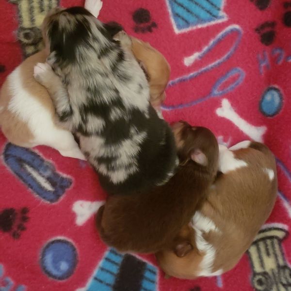 4 Puppies