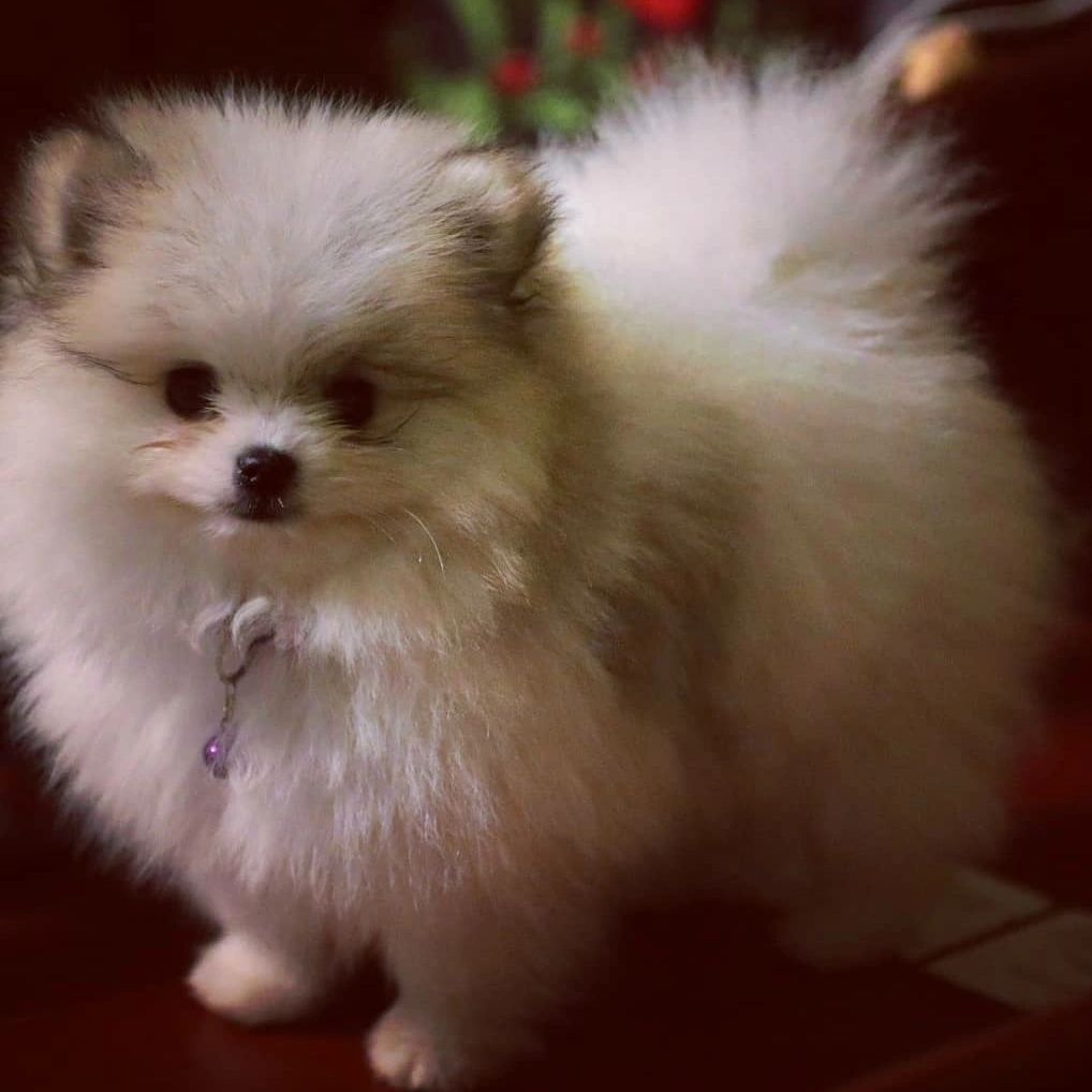 Royalrarity S Pomeranians