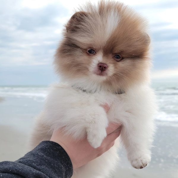 Gemini at the Beach