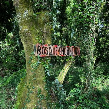 Camino de Santiago, the enchanted forest, Camino Ingles.