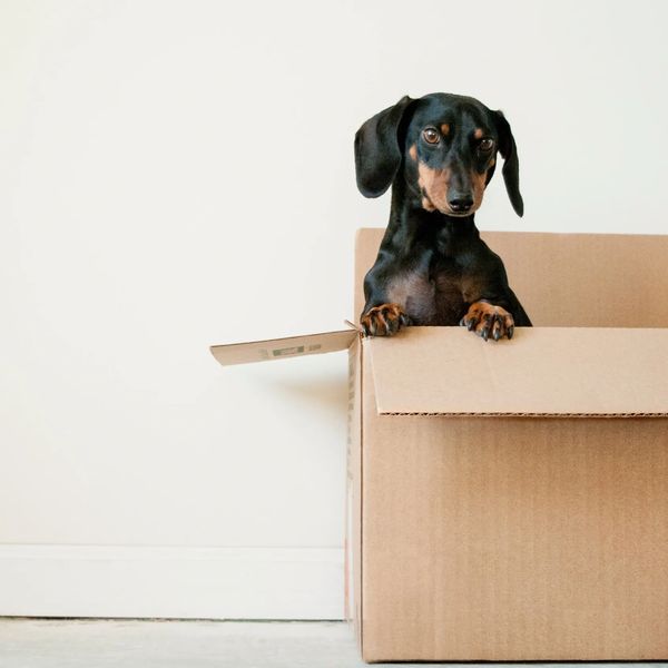 Dachshunds in a brown cardboard box