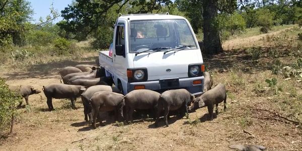 Subaru Sambar Off-road, Hunting minitruck, honda acty, usminitrucks, kei, import, side by side, golf