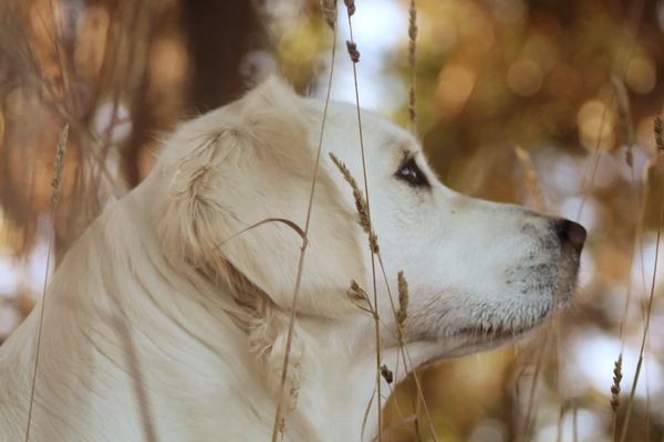 Golden Retriever dog