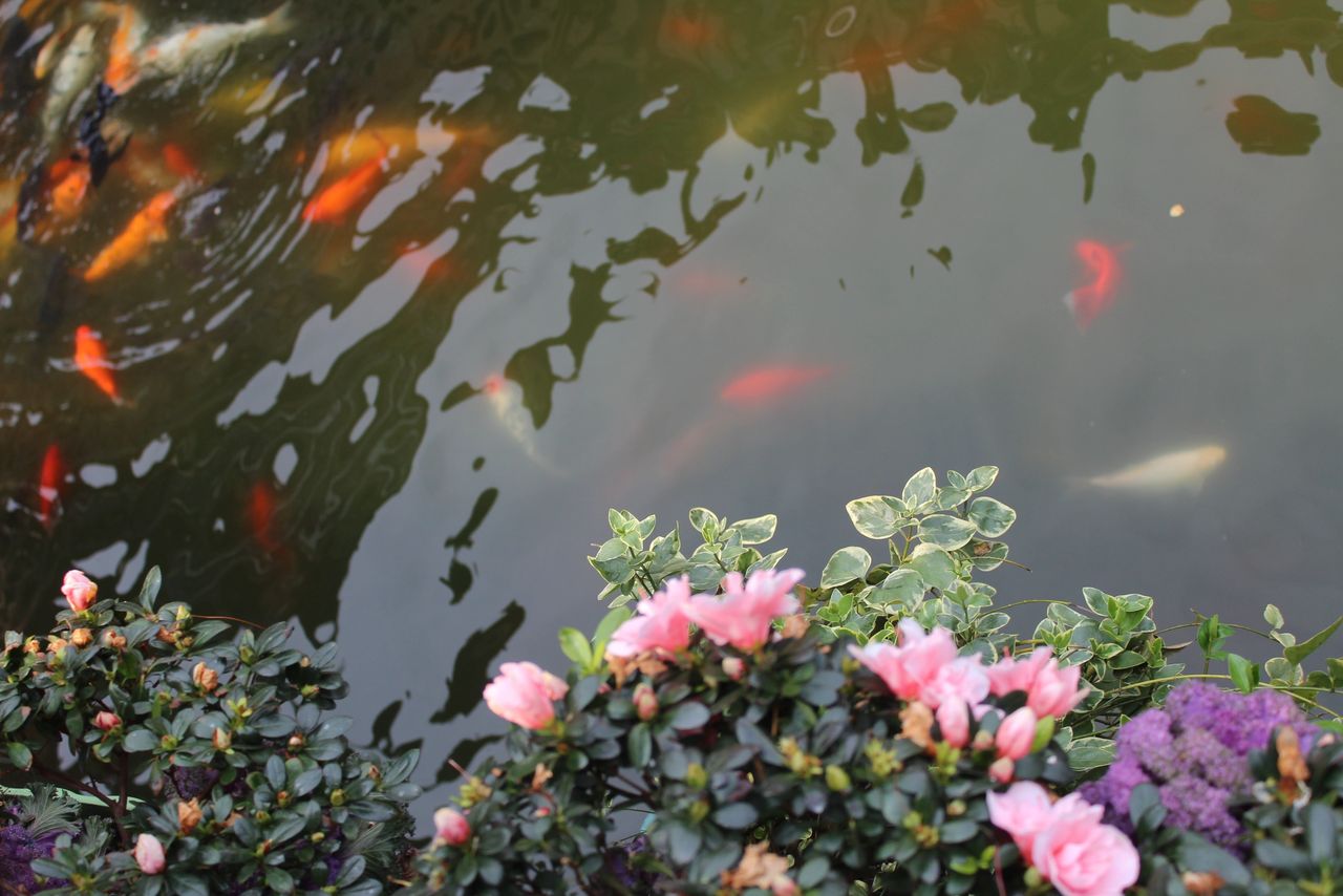 Water Gardens