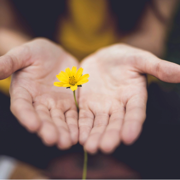 Hands gently holding a small yellow flower.