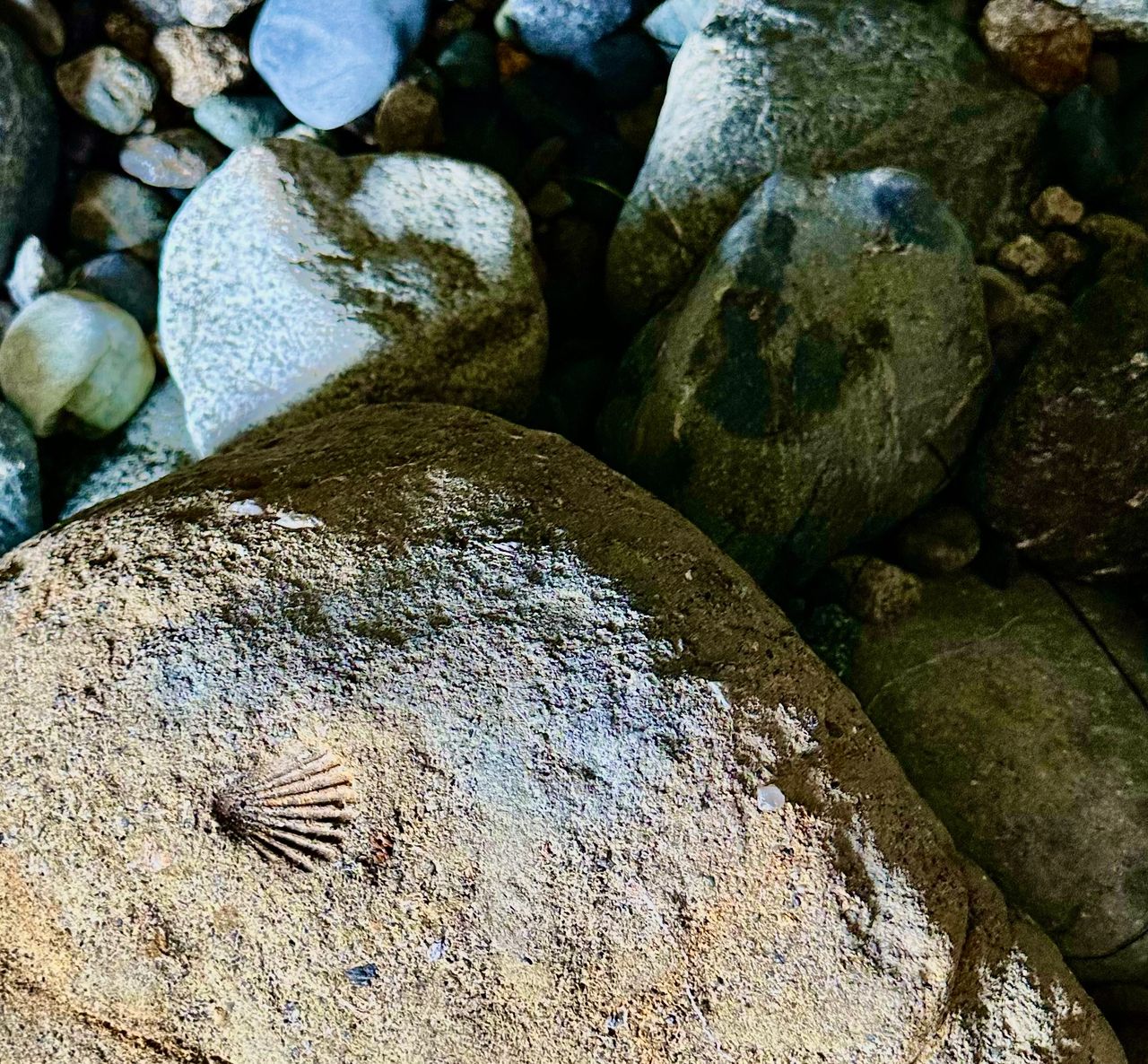 Shell Fossil Found in Sea Cave Shell Fossil Found in Sea Cave
