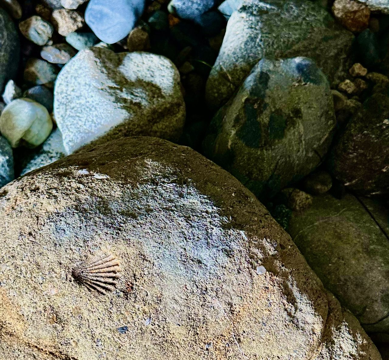 Shell Fossil Found in Sea Cave