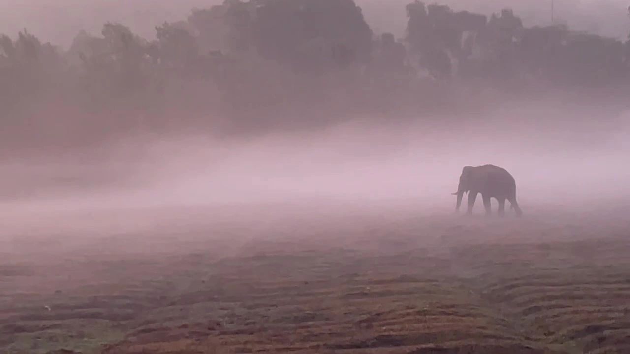 Greenwoods Nature Camp in Gūdalūr, India