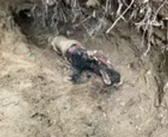 Roots in Sewer Pipe