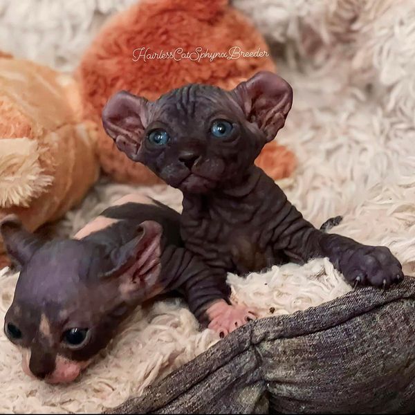Hairless cat sphynx kittens