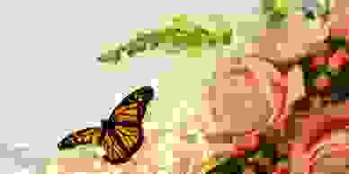 Wedding release monarch butterfly