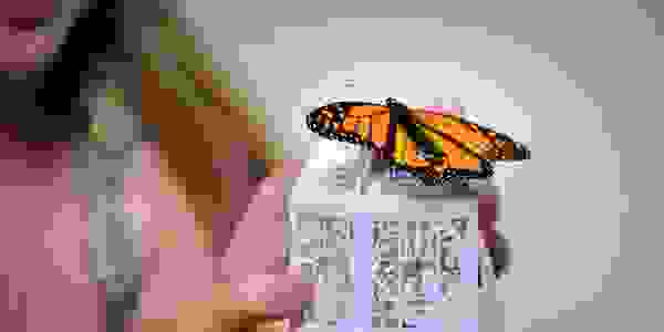 Individual release monarch butterfly