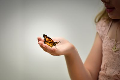 Individual Monarch Butterfly Releases