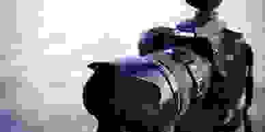 monarch butterflies for photo shoots 