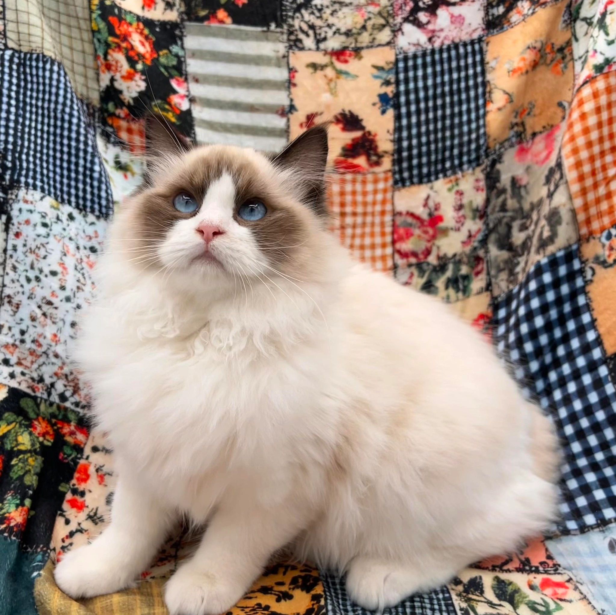 Diamond Lake Ragdolls and Diamond Gemz Cherubims