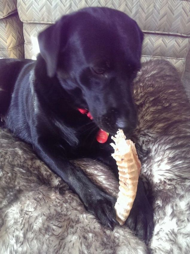 A dog playing with food