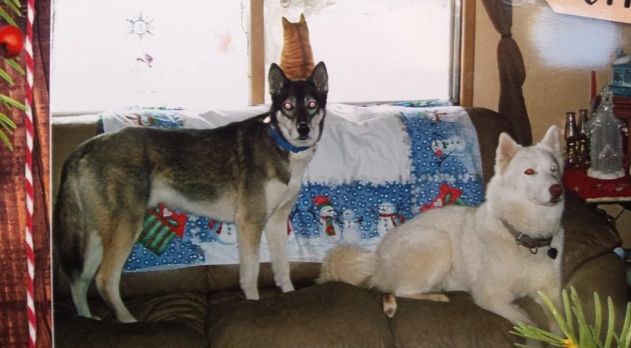 Two dogs are sitting on a couch