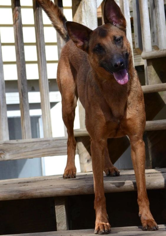 A dog standing on steps