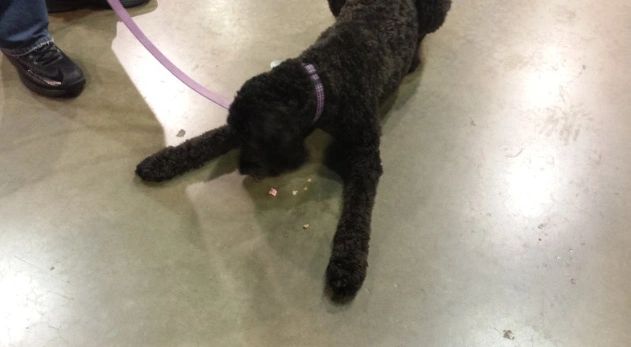 A dog playing with food