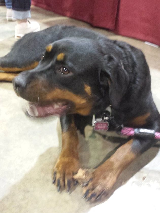 Rottweiler dog holding food