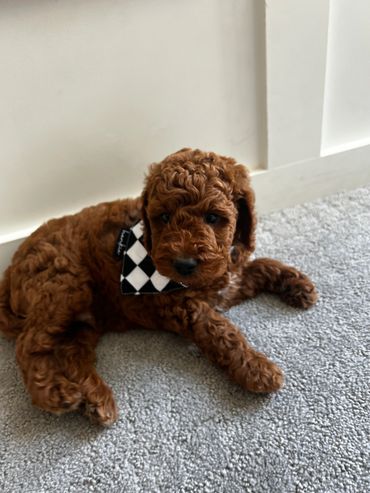 Mini goldendoodle, red goldendoodle, goldendoodle stud, Artisan doodle, Minky doodle