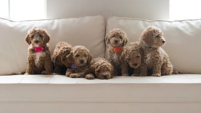 Mini goldendoodle puppies sitting on a white couch.  Tuxedo markings. Stuffed animal puppy. 