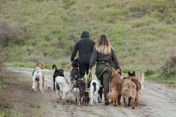 Pack Walks 
