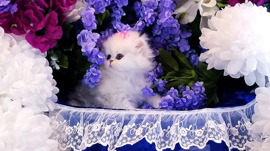 miniature teacup standard doll face silver shaded, silver chinchilla, golden, white, Persians cats 