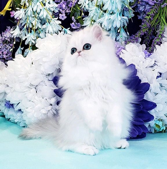 //img1.wsimg.com/isteam/ip/8bc5486e-ca0b-4f9f-baf6-0c3993915124/Silverchinchilla-cutedollfacepersian-named-Pri.jpg/:/cr=t:9.53%25,l:8.82%25,w:76.92%25,h:76.92%25/rs=w:1300,h:800