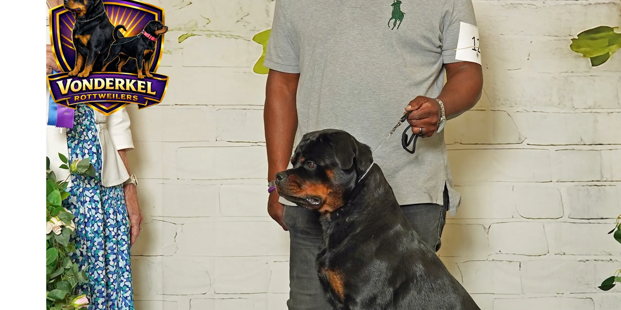 Rottweiler dog posing on a platform at a kennel club competition with handlers.
