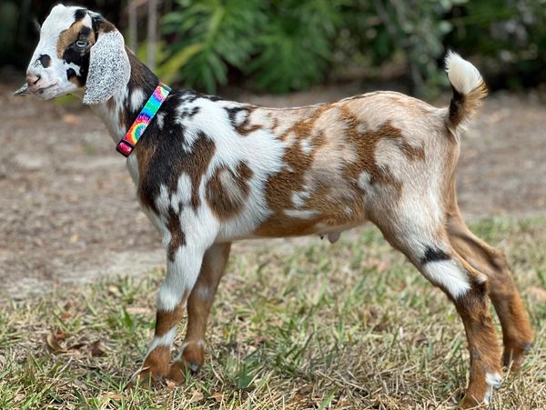 Looney Bin Farm Naples FL Clyde NC Nigerian Dwarf Goats 