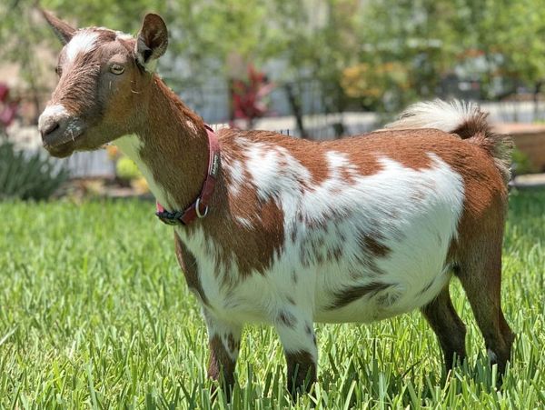 WINNING STREAK CM S'THERN SONG (AKA: Bubble)  resides here at the Looney Bin Farm - Naples, FL