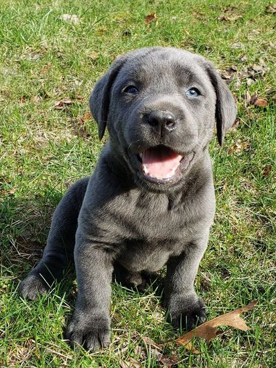 Cedar River Silver Labs Lab Puppies Puppies For Sale Silver Labs