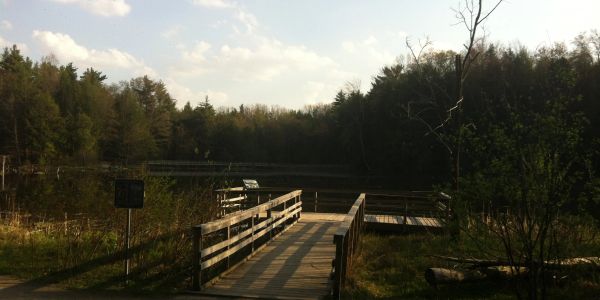Wooden dock leading to a calm lake surrounded by trees.