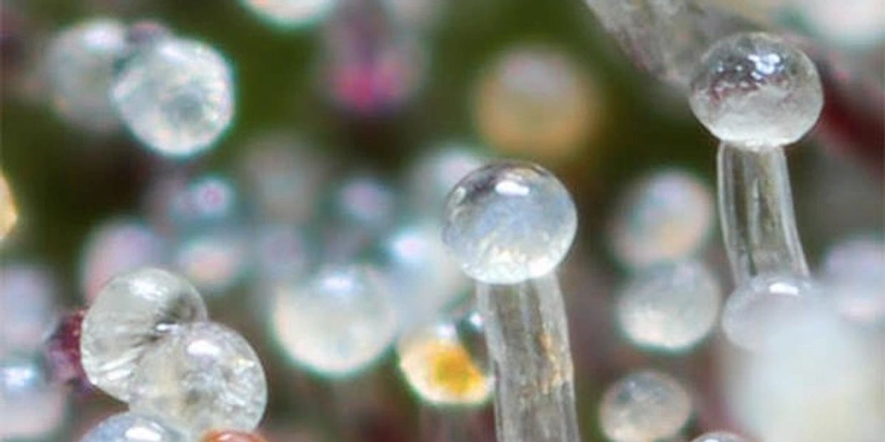 Cannabis trichomes: what are they?