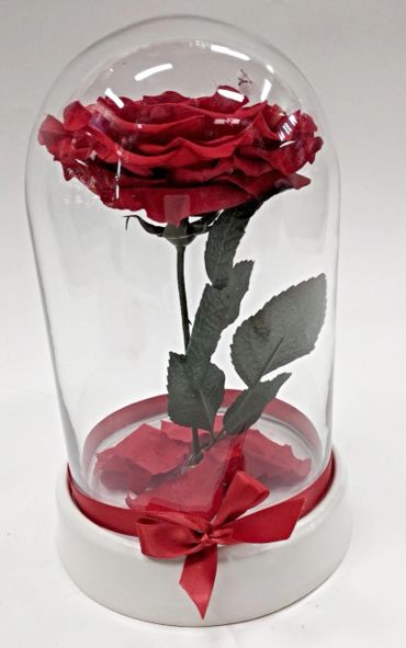 beauty preserved rose 