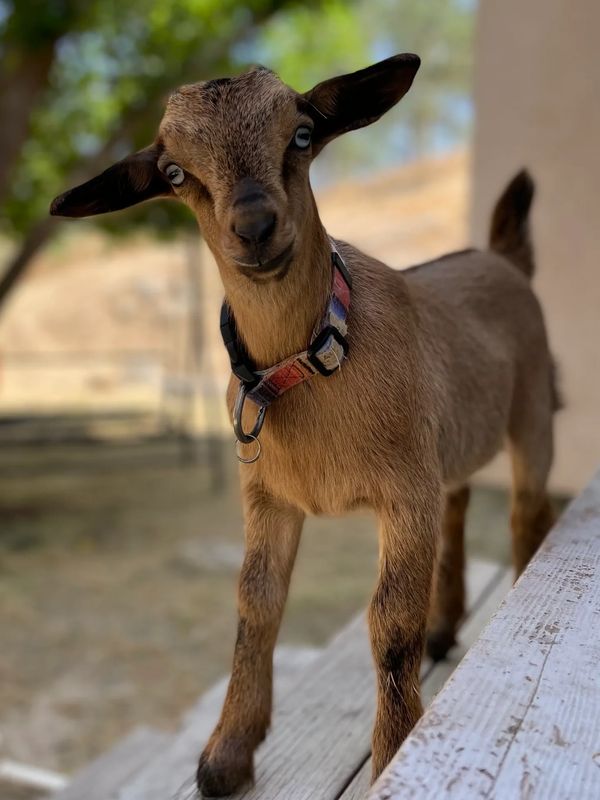 Baby Goat on steps