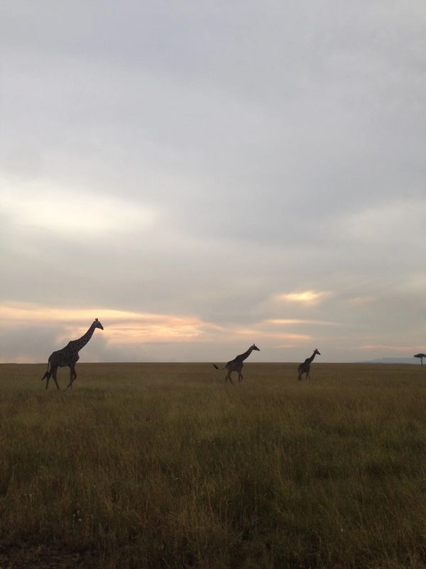 Three giraffes walking across a grassy plain at sunset.