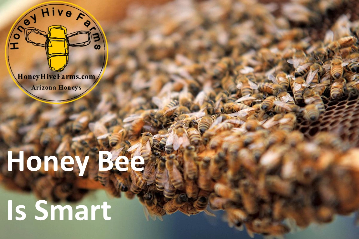 www. - Beekeeping Advice, Best Arizona Honey