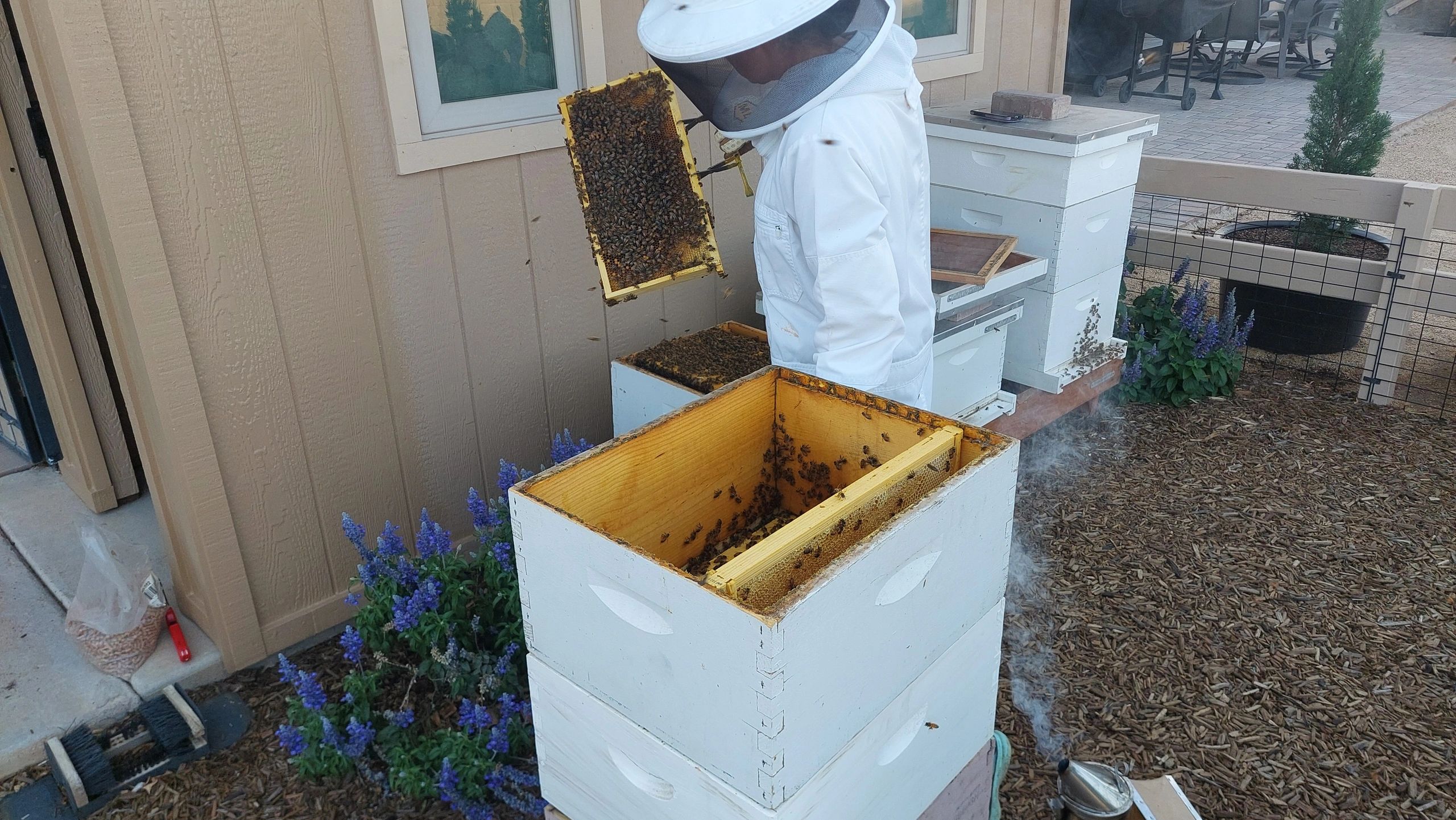 Hands-On Beekeeping Classes in Peoria, Arizona