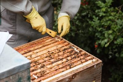 Wax Moth Treatment to Help Your Bees Win the Battle - Backyard Beekeeping