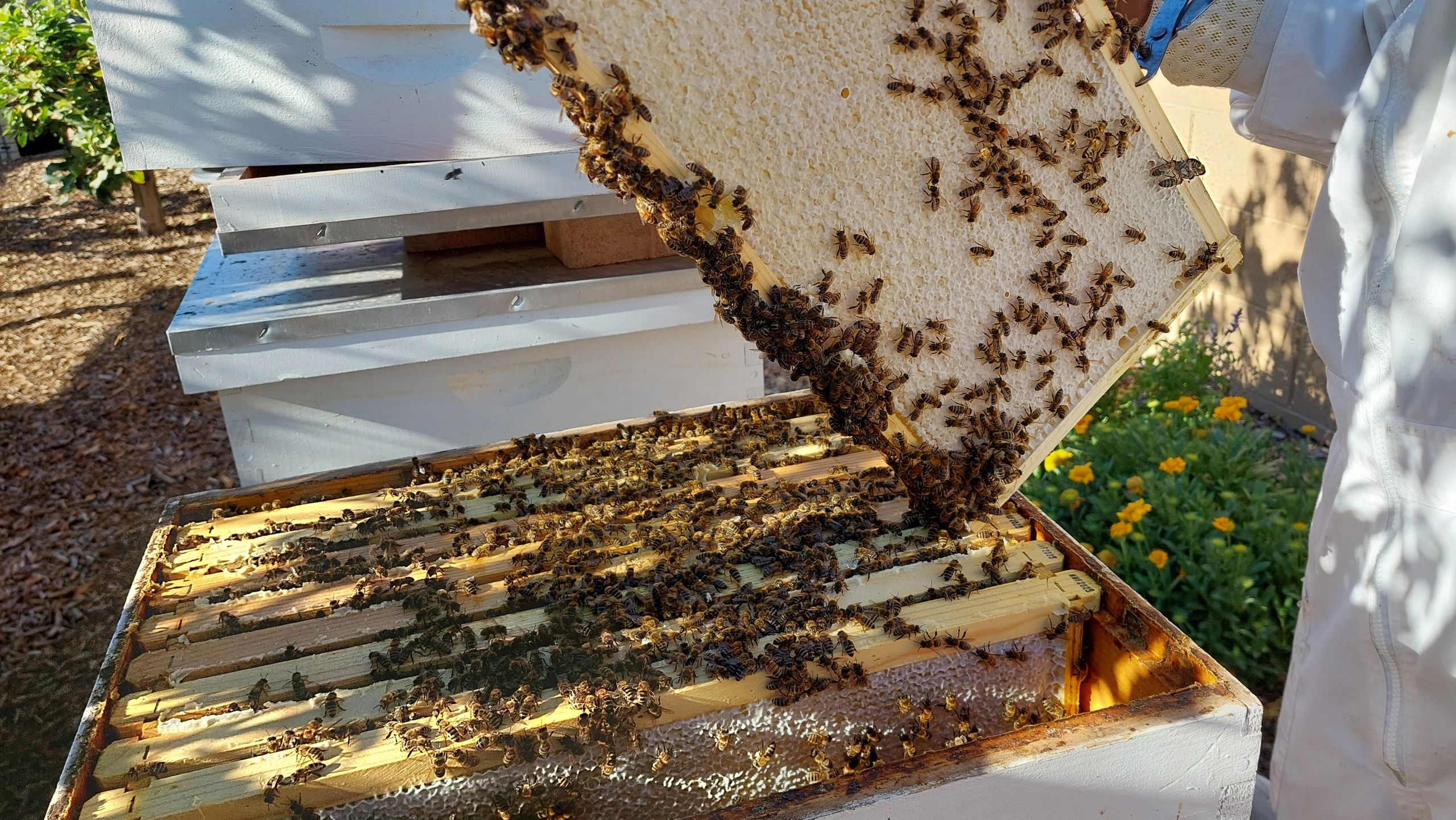 What are the benefits of raw, apiary-direct honey?