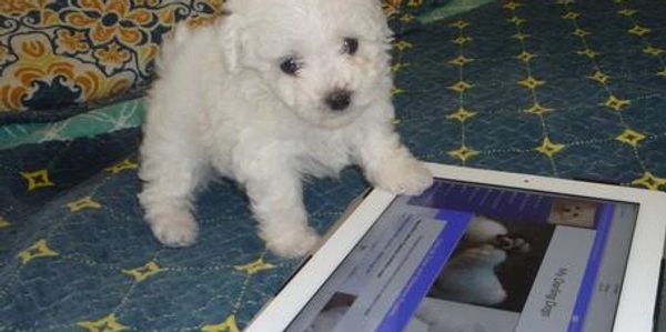 Bolognese puppy looking on a tablet 
