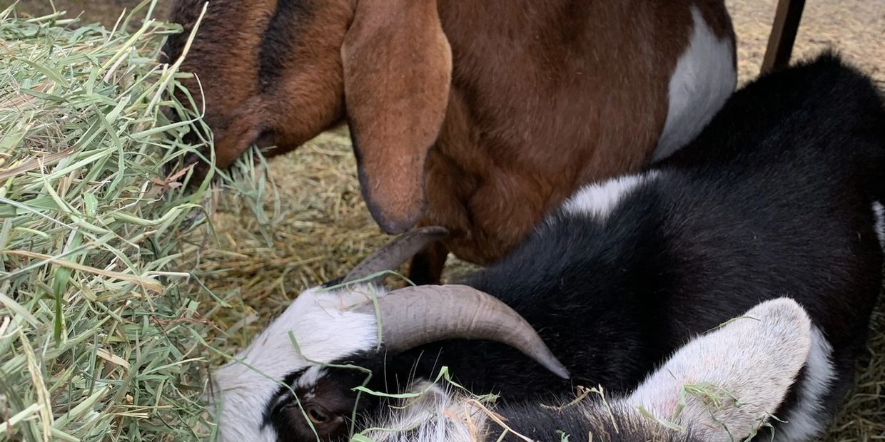 Three goats eating hay under a wooden shelter near a red barn.