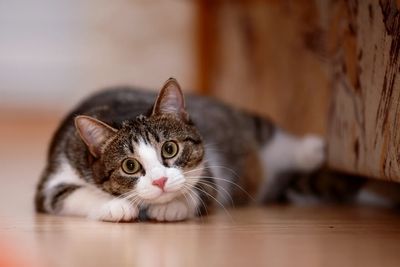A curious tabby cat lying on the floor looking at the camera.
